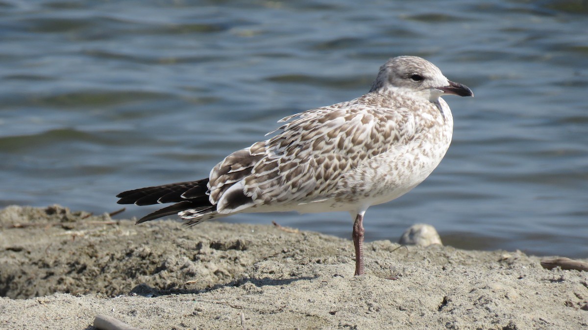 Ring-billed Gull - ML621613863