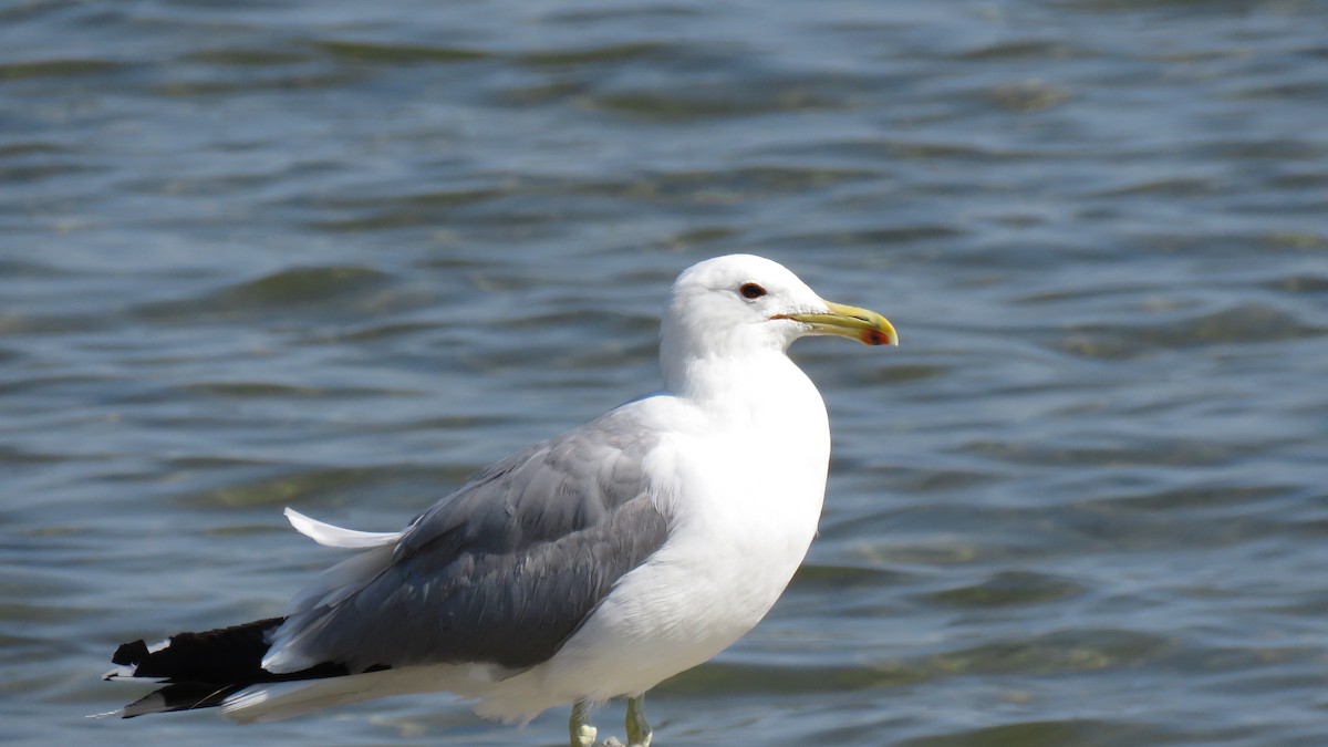 California Gull - ML621613871