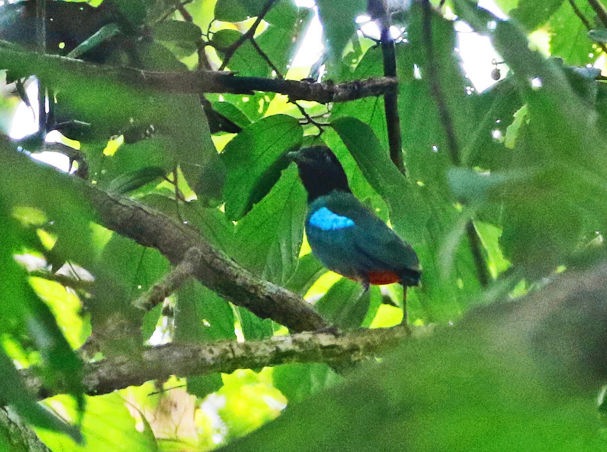 Western Hooded Pitta (Sunda) - ML621613873