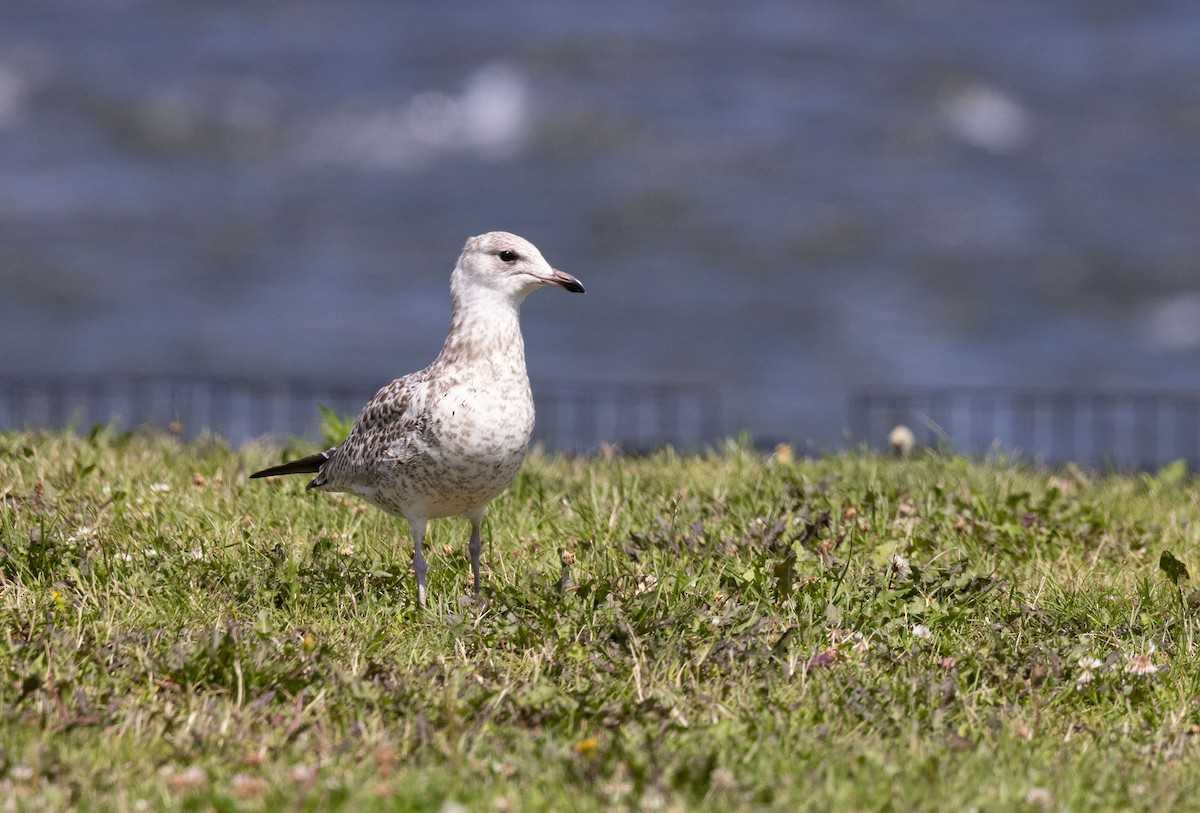 Ring-billed Gull - ML621613888