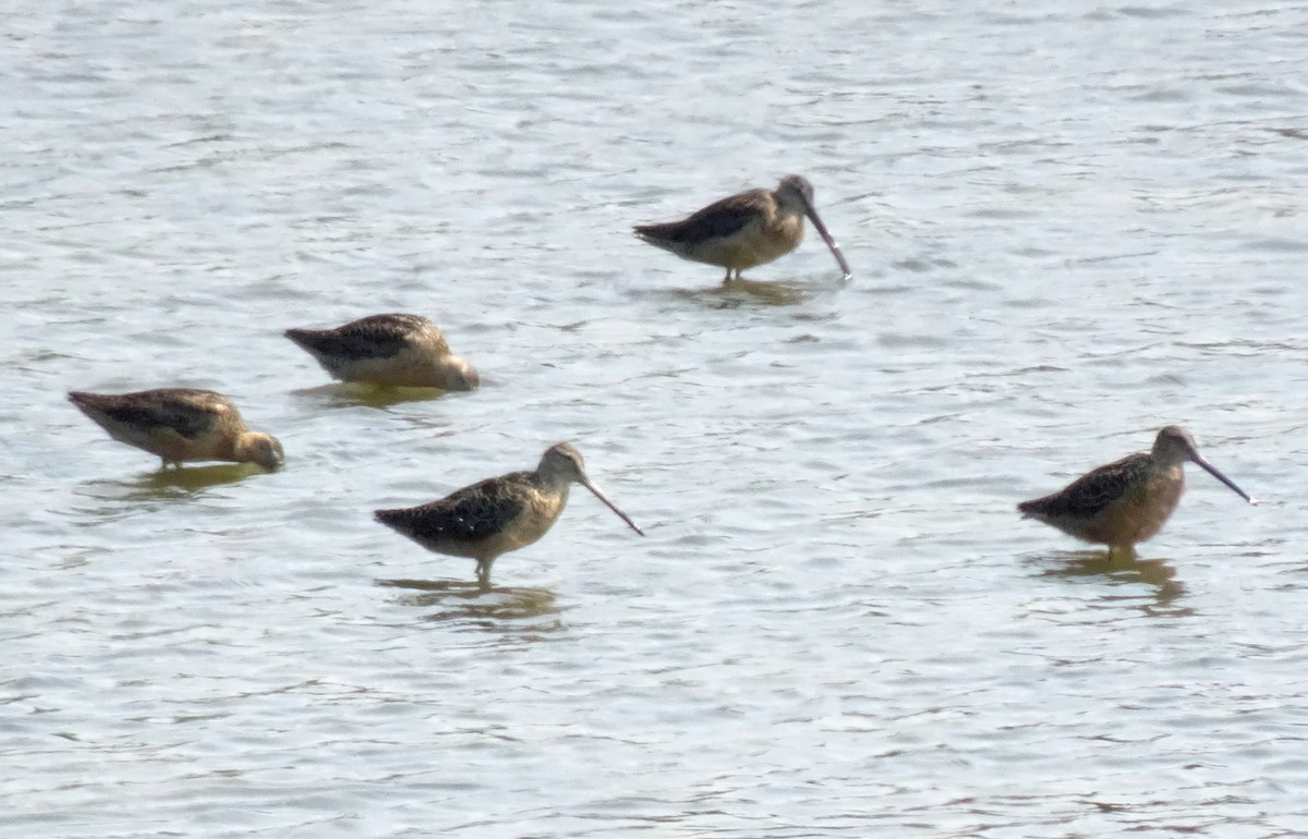 Long-billed Dowitcher - ML621613904