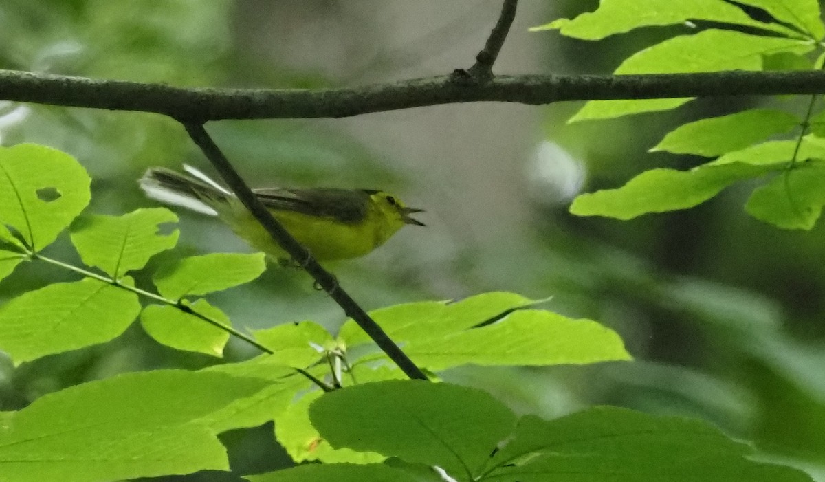 Hooded Warbler - ML621613906