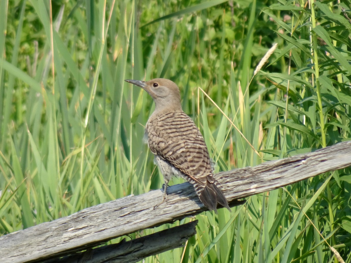 Northern Flicker - ML621613929