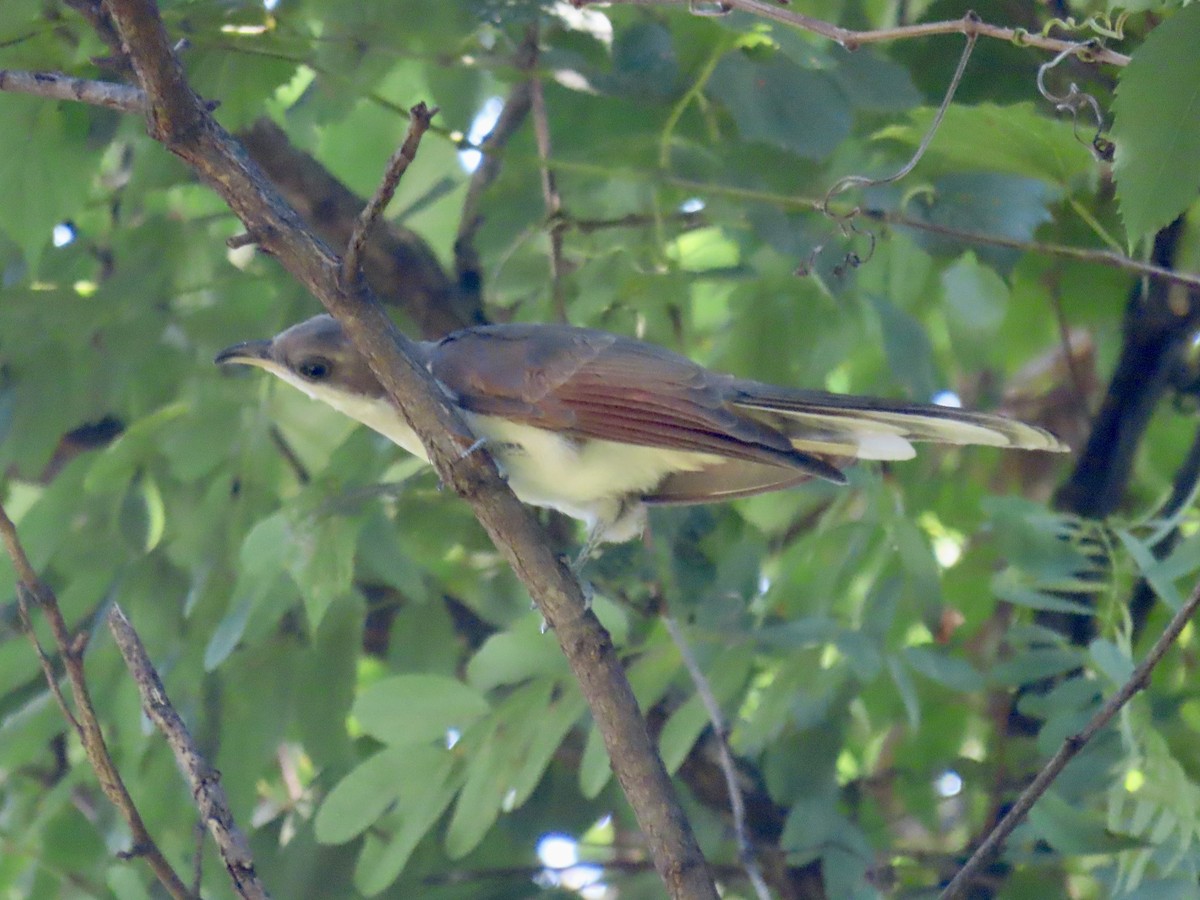 Yellow-billed Cuckoo - ML621613992