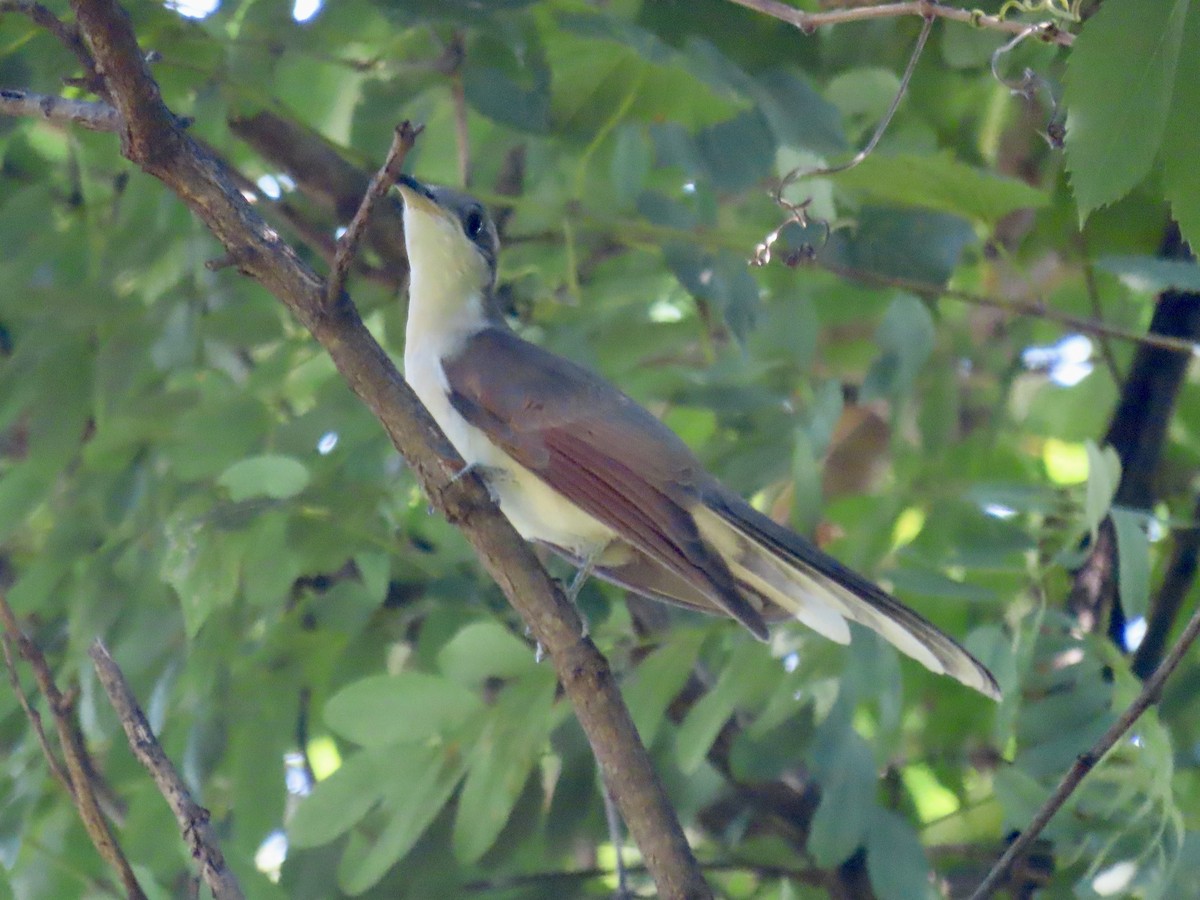 Yellow-billed Cuckoo - Port of Baltimore