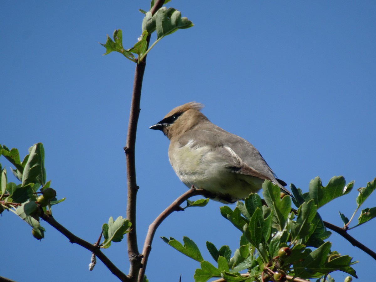 Cedar Waxwing - ML621614031