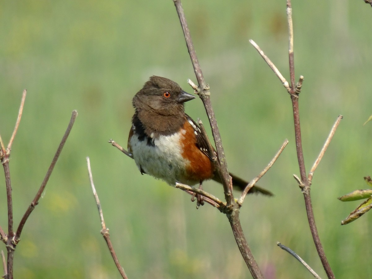 Spotted Towhee - ML621614034