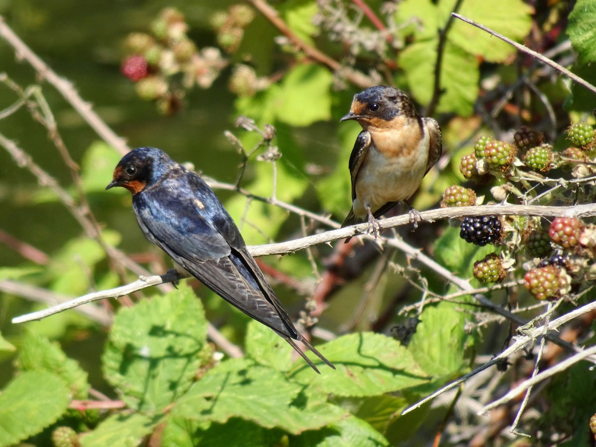 Barn Swallow - ML621614043