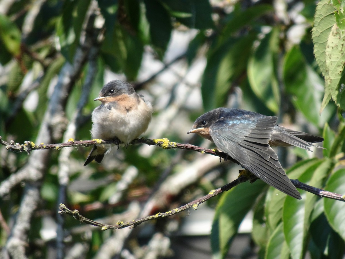 Barn Swallow - ML621614049