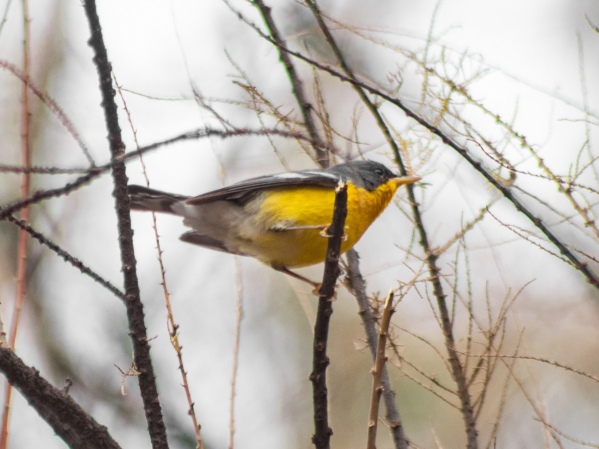 Tropical Parula - ML621614050