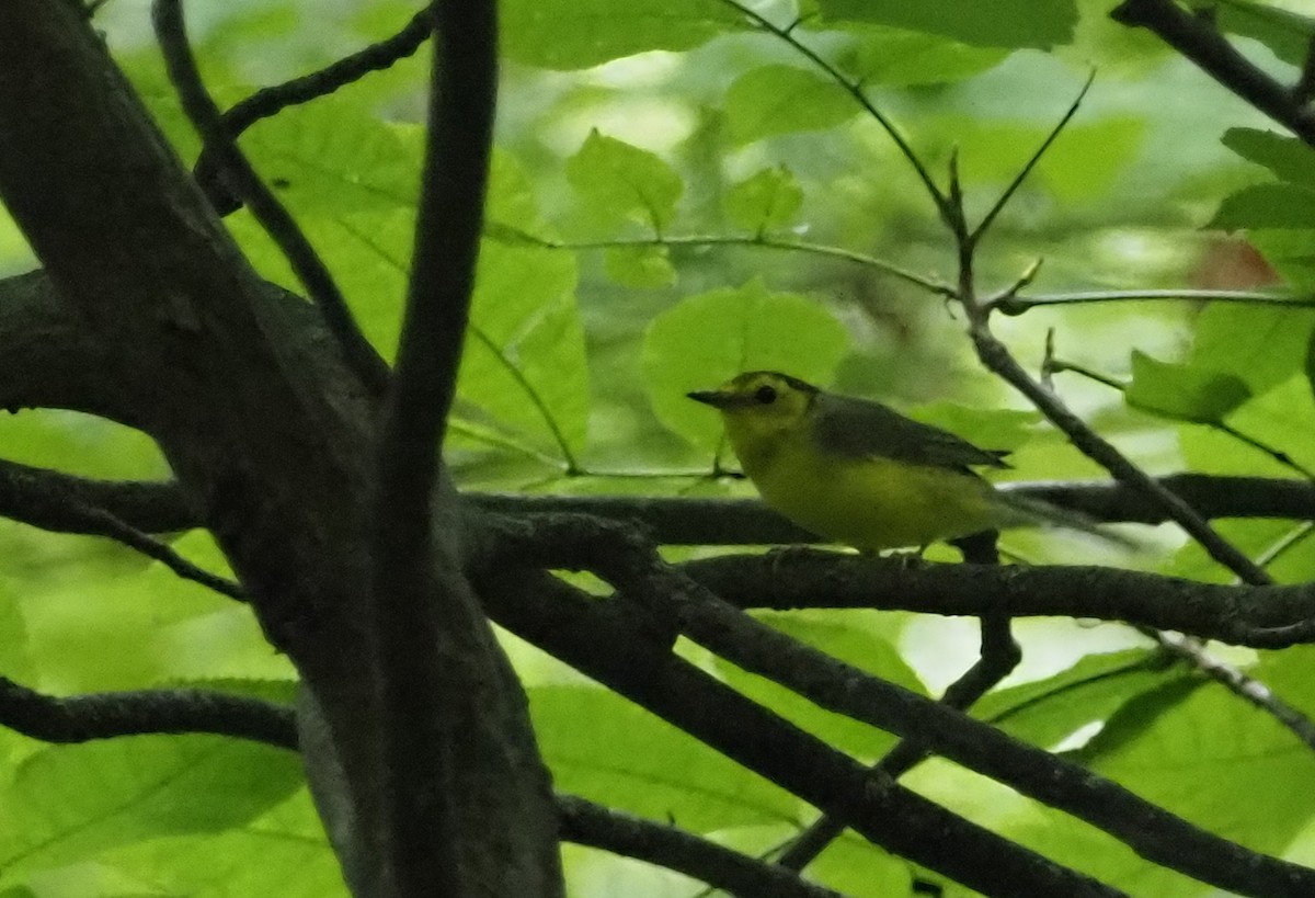 Hooded Warbler - ML621614053