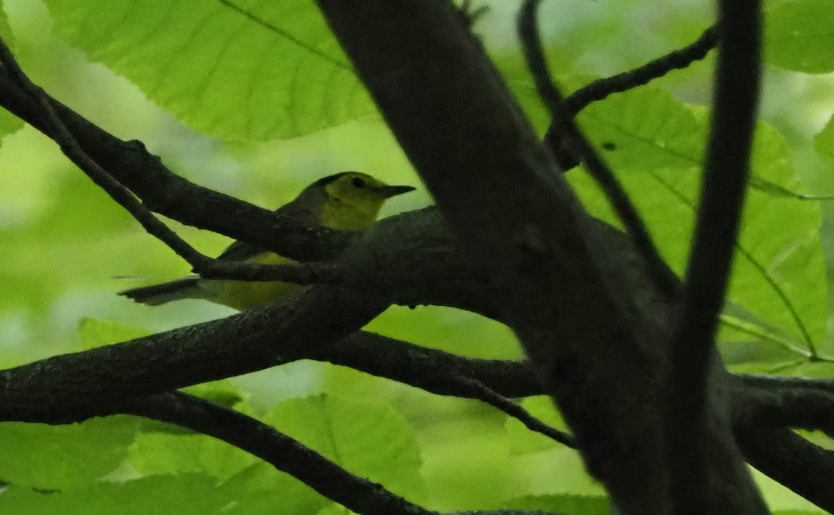 Hooded Warbler - ML621614069