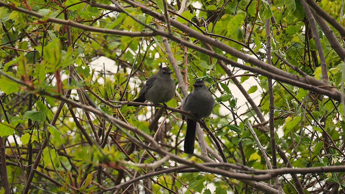 Pájaro Gato Gris - ML621614115