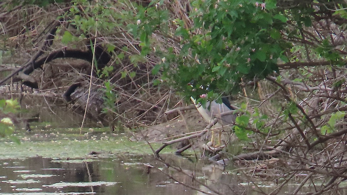 Black-crowned Night Heron - ML621614186