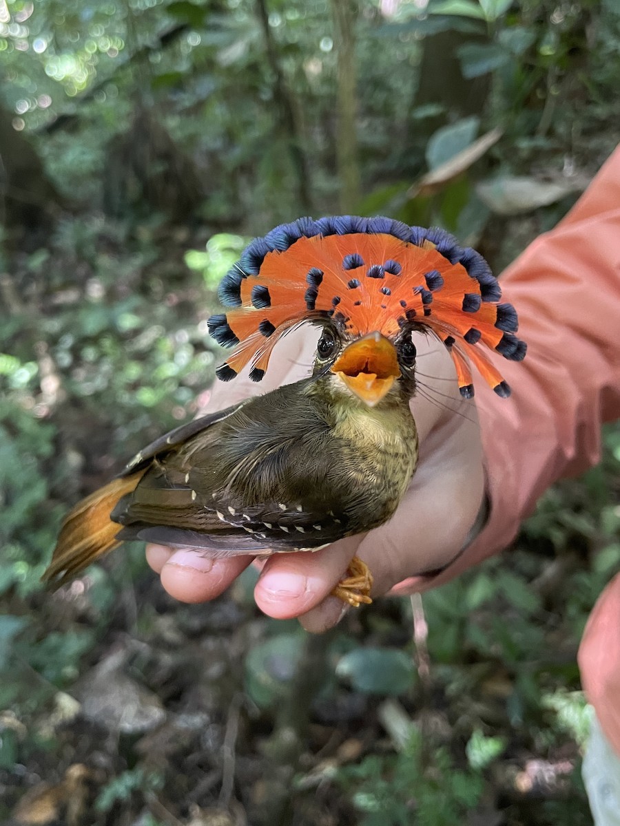 Tropical Royal Flycatcher (Amazonian) - ML621614258