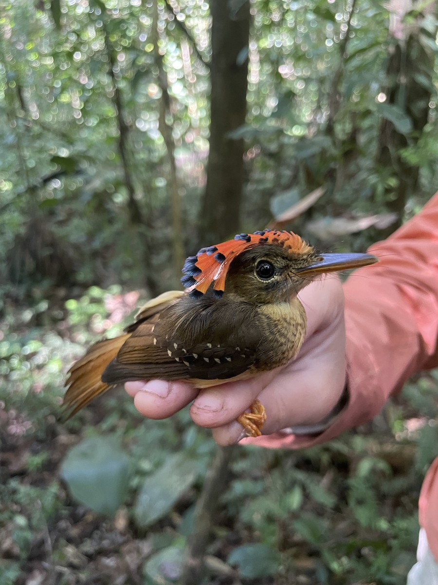 Tropical Royal Flycatcher (Amazonian) - ML621614262
