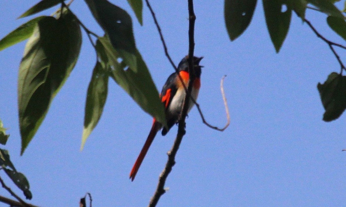 Flores Minivet - ML621614272