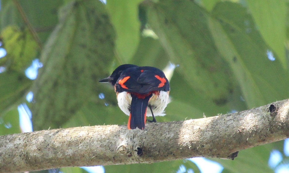 Flores Minivet - ML621614273