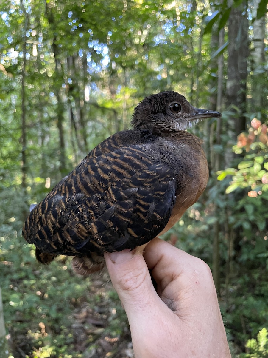 Bartlett's Tinamou - ML621614292