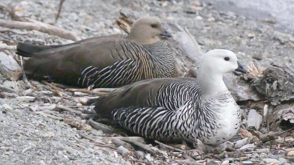 Upland Goose - ML621614317