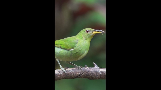 Green Honeycreeper - ML621614395