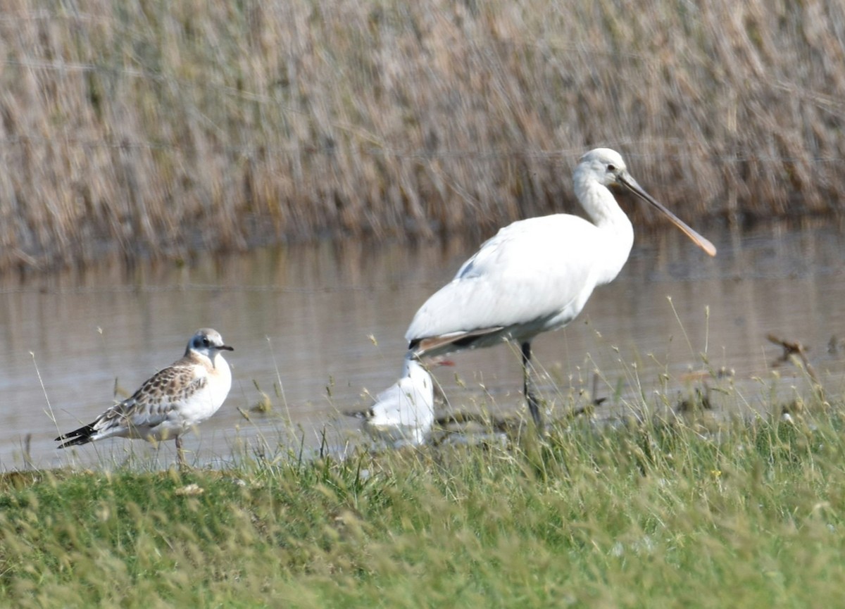 Eurasian Spoonbill - ML621614441