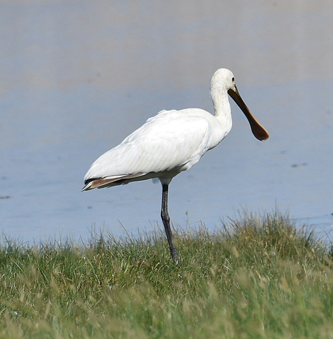 Eurasian Spoonbill - ML621614442