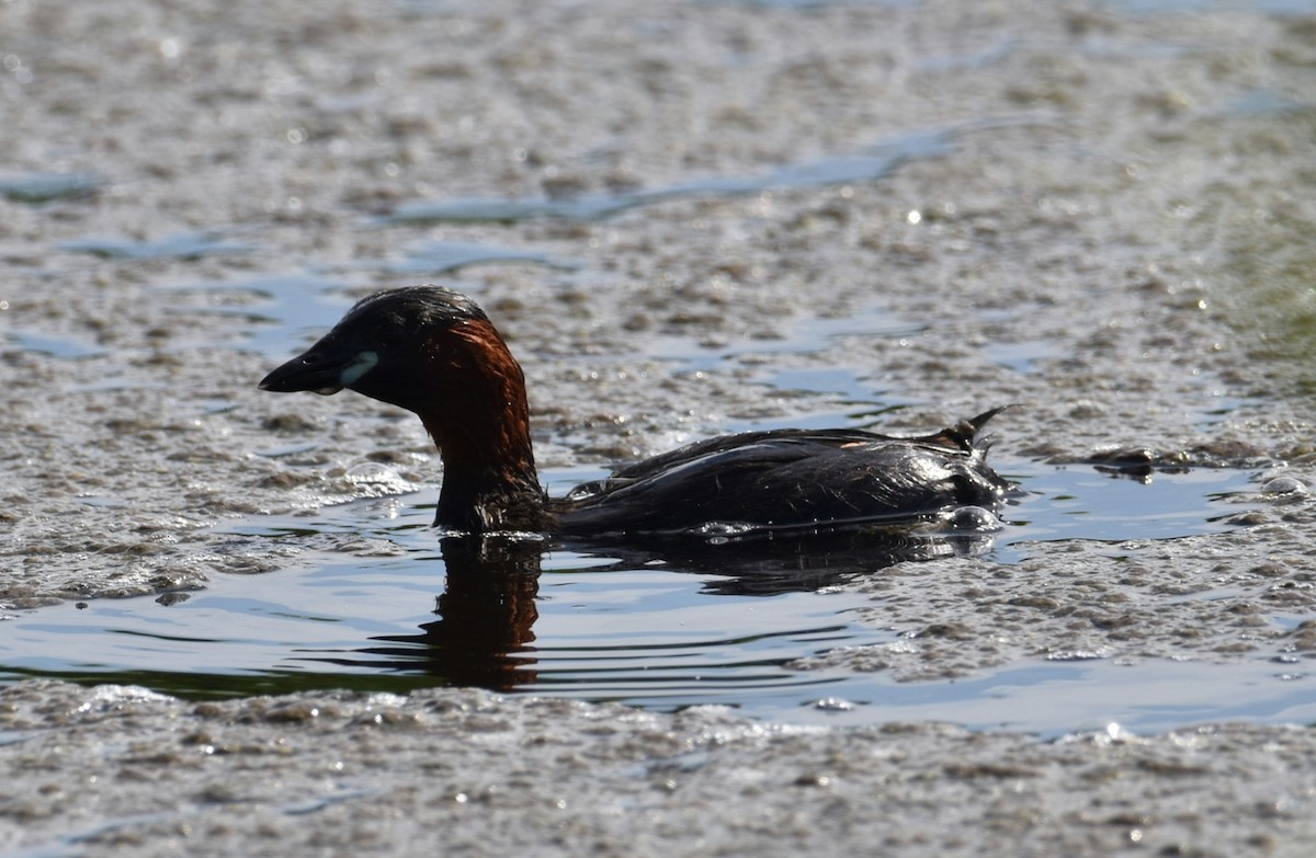 Little Grebe - ML621614476