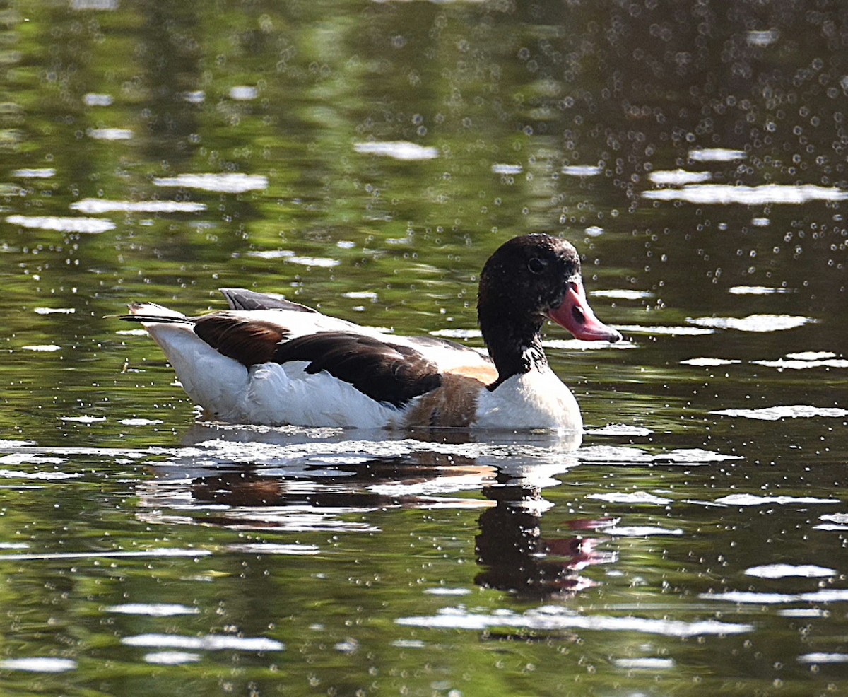 Common Shelduck - ML621614497