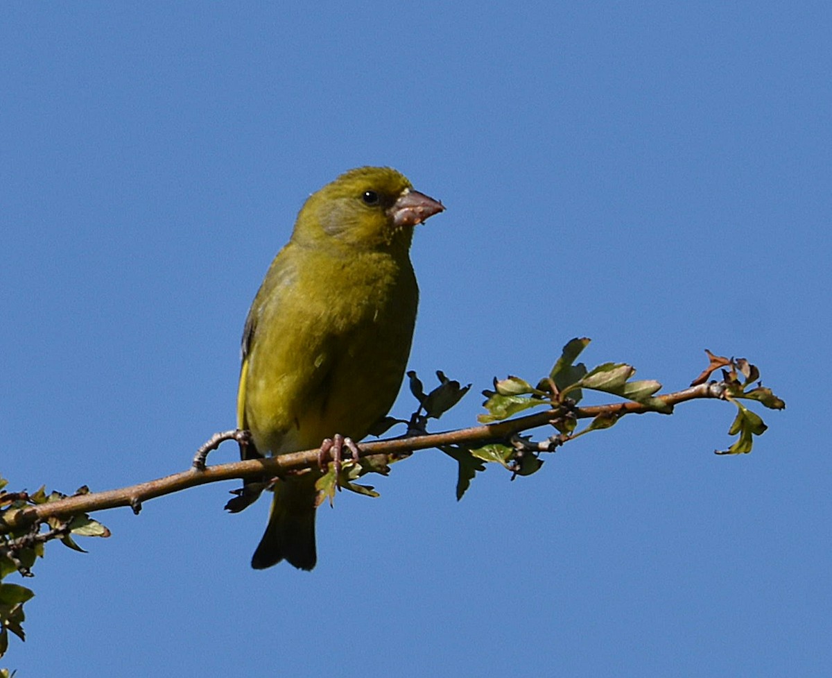 European Greenfinch - ML621614628