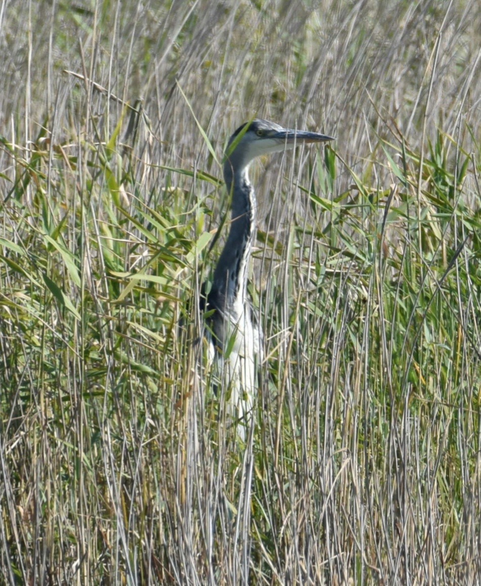 Gray Heron - ML621614671