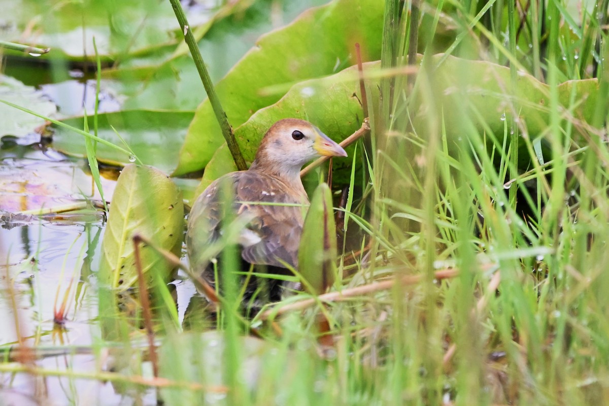 Lesser Moorhen - ML621614700