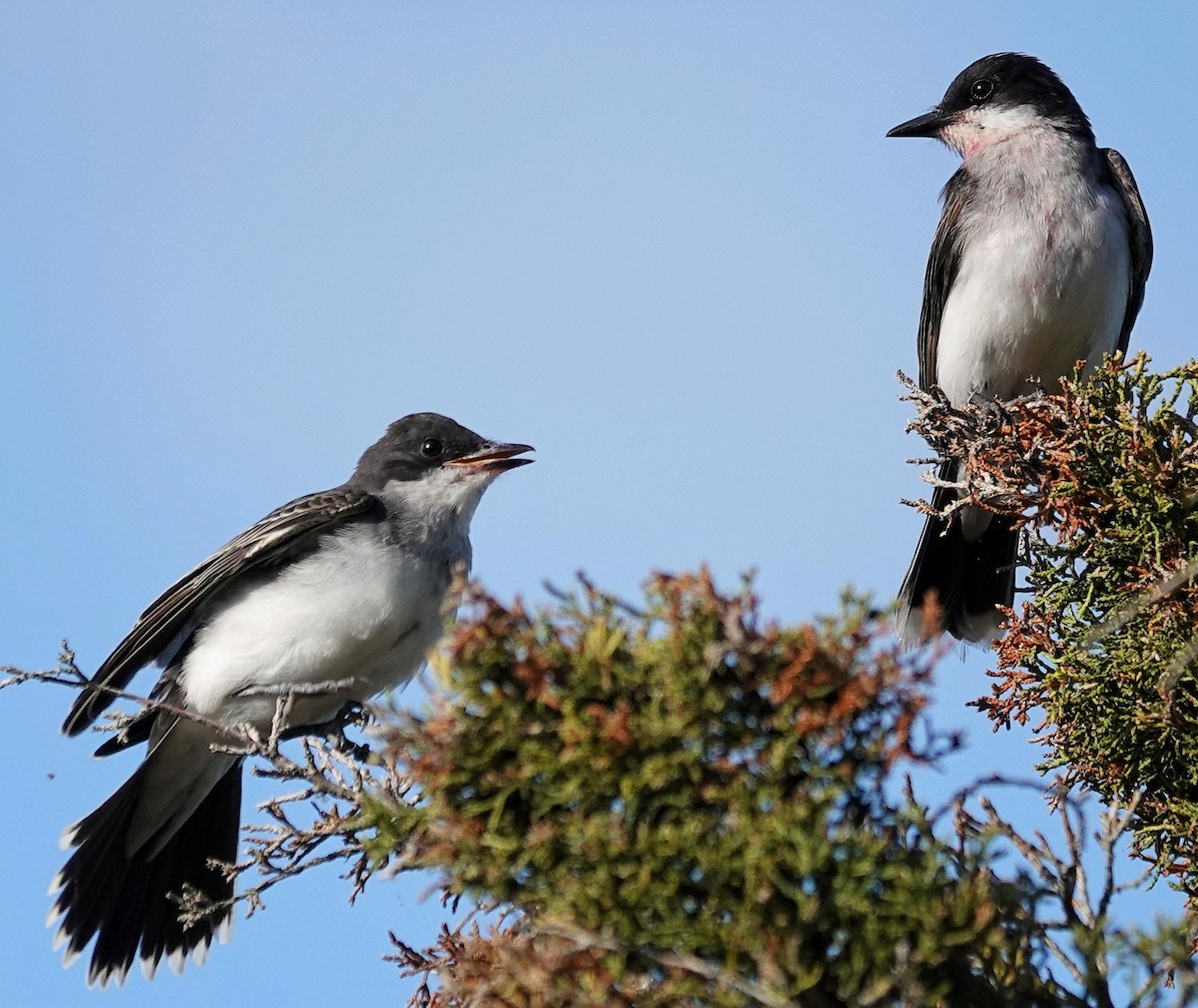 Eastern Kingbird - ML621614781