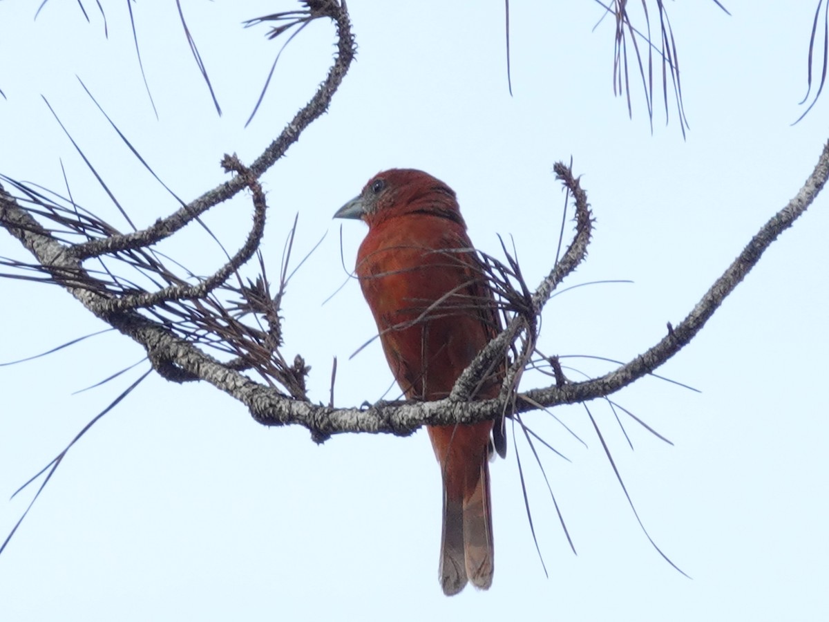 Hepatic Tanager - ML621614785