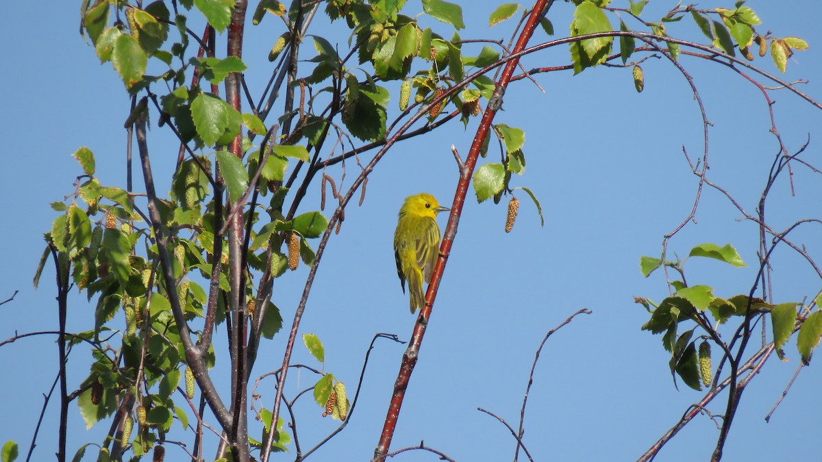 Yellow Warbler - ML621614796