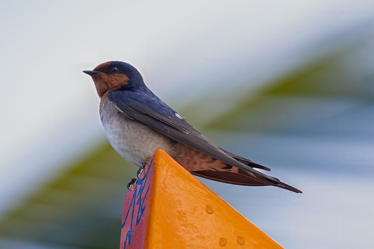 Golondrina Australiana - ML621614804