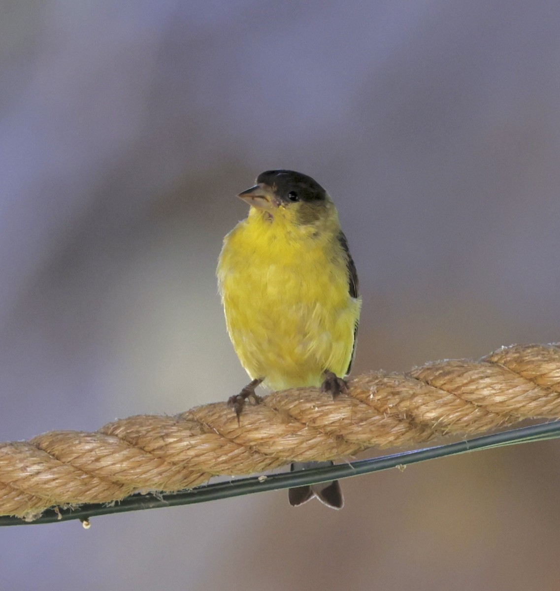 Lesser Goldfinch - ML621614979