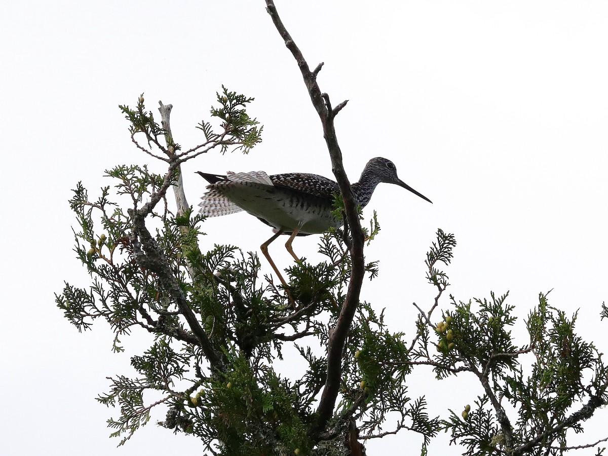 Greater Yellowlegs - ML621615069