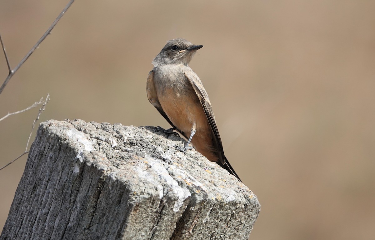 Say's Phoebe - ML621615156