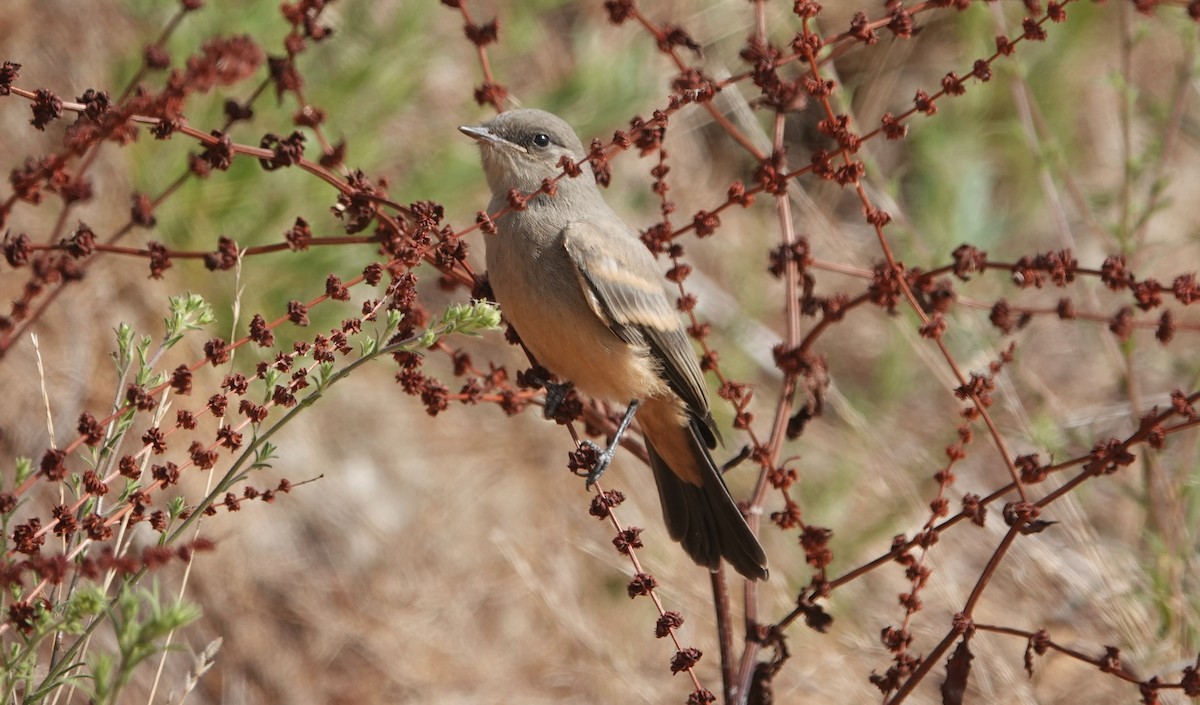 Say's Phoebe - ML621615157