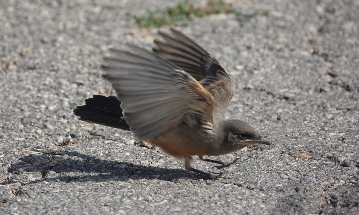 Say's Phoebe - TK Birder