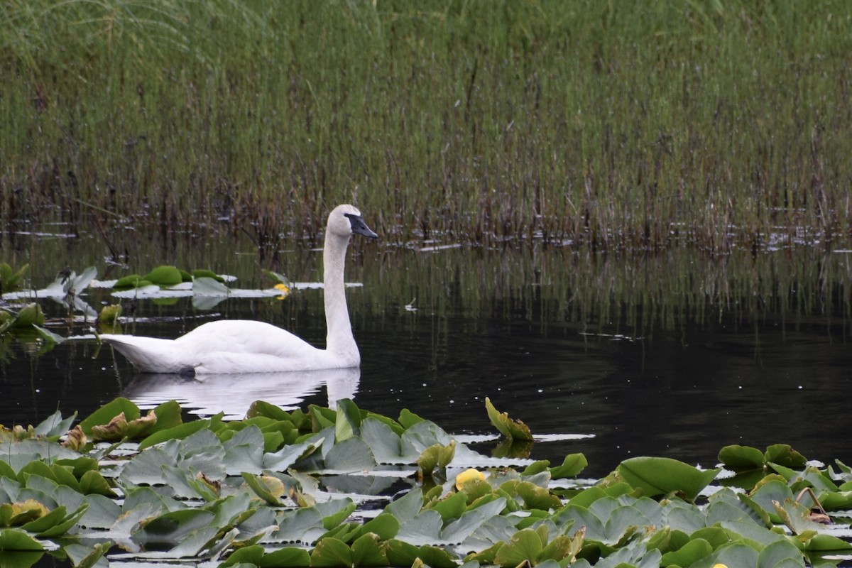 Trumpeter Swan - ML621615246