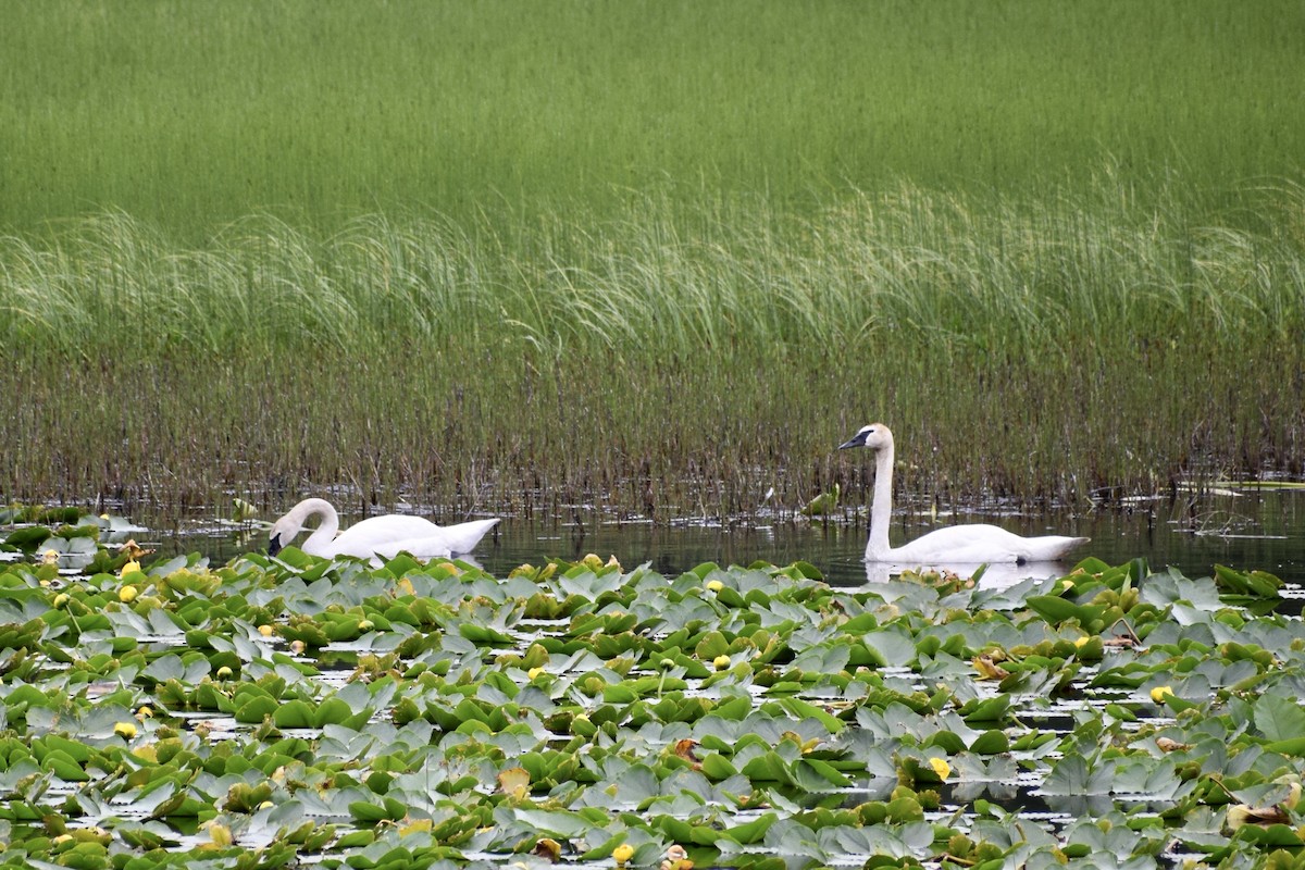 Trumpeter Swan - ML621615249