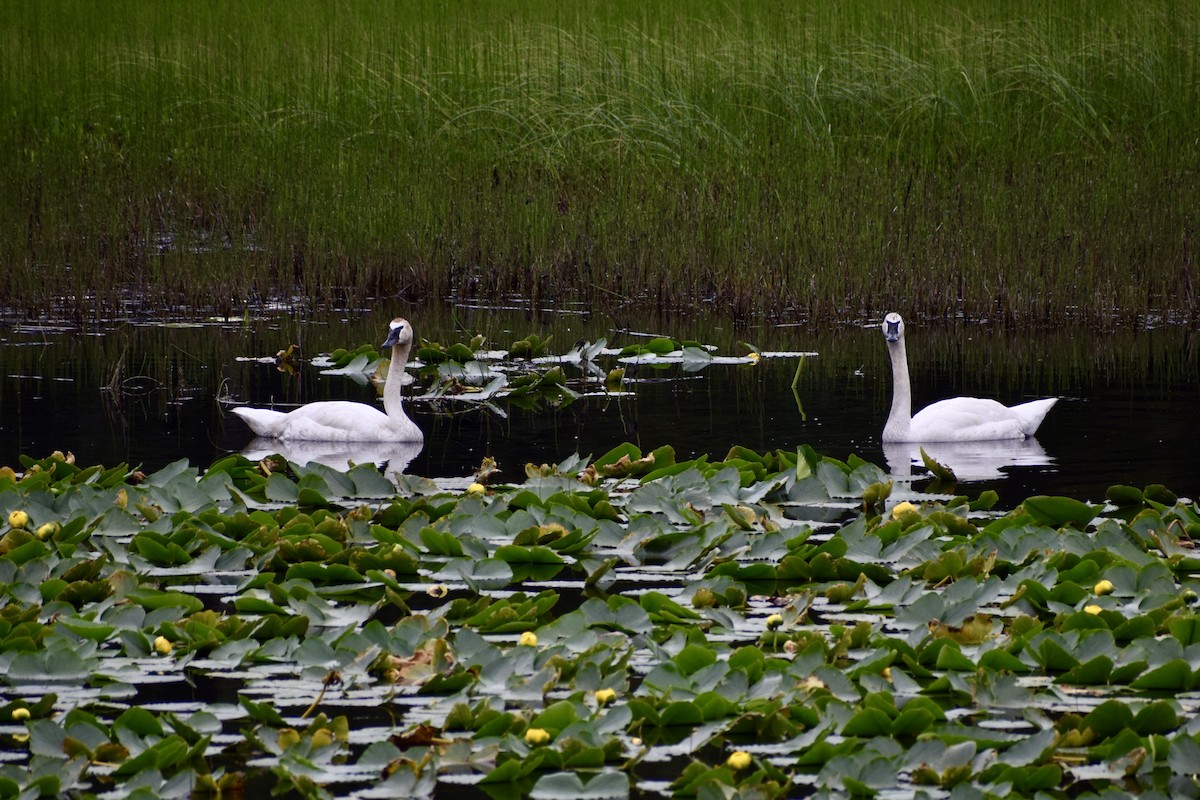 Trumpeter Swan - ML621615250