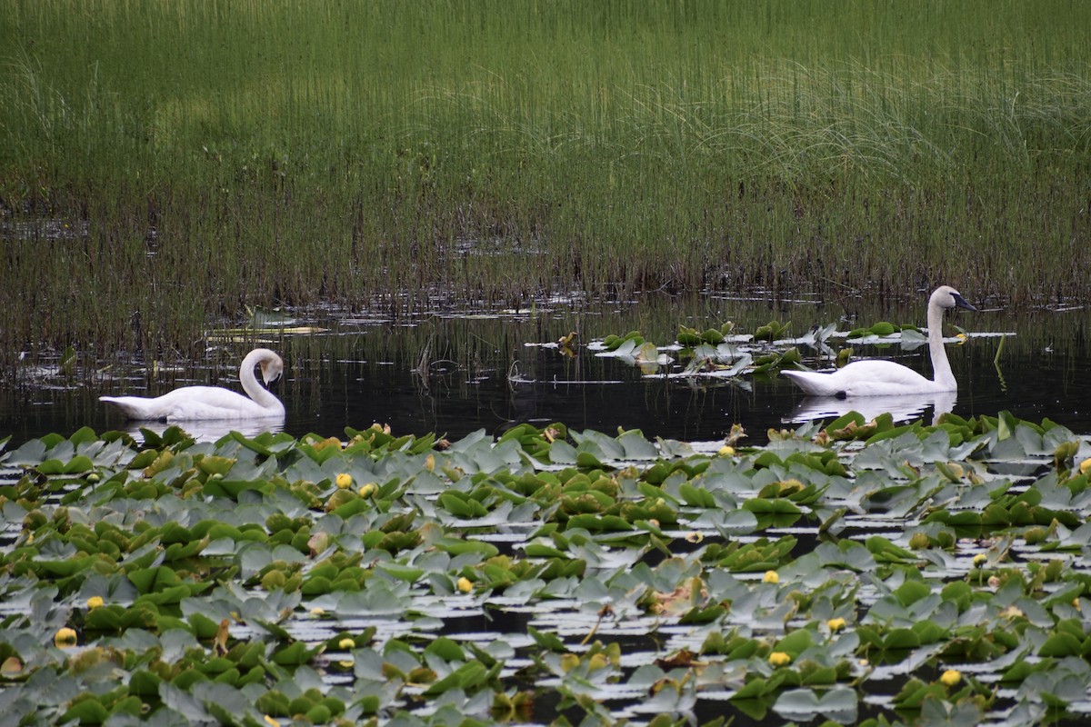 Trumpeter Swan - ML621615251