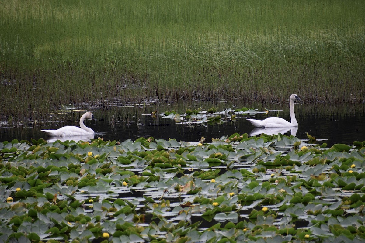 Trumpeter Swan - ML621615252