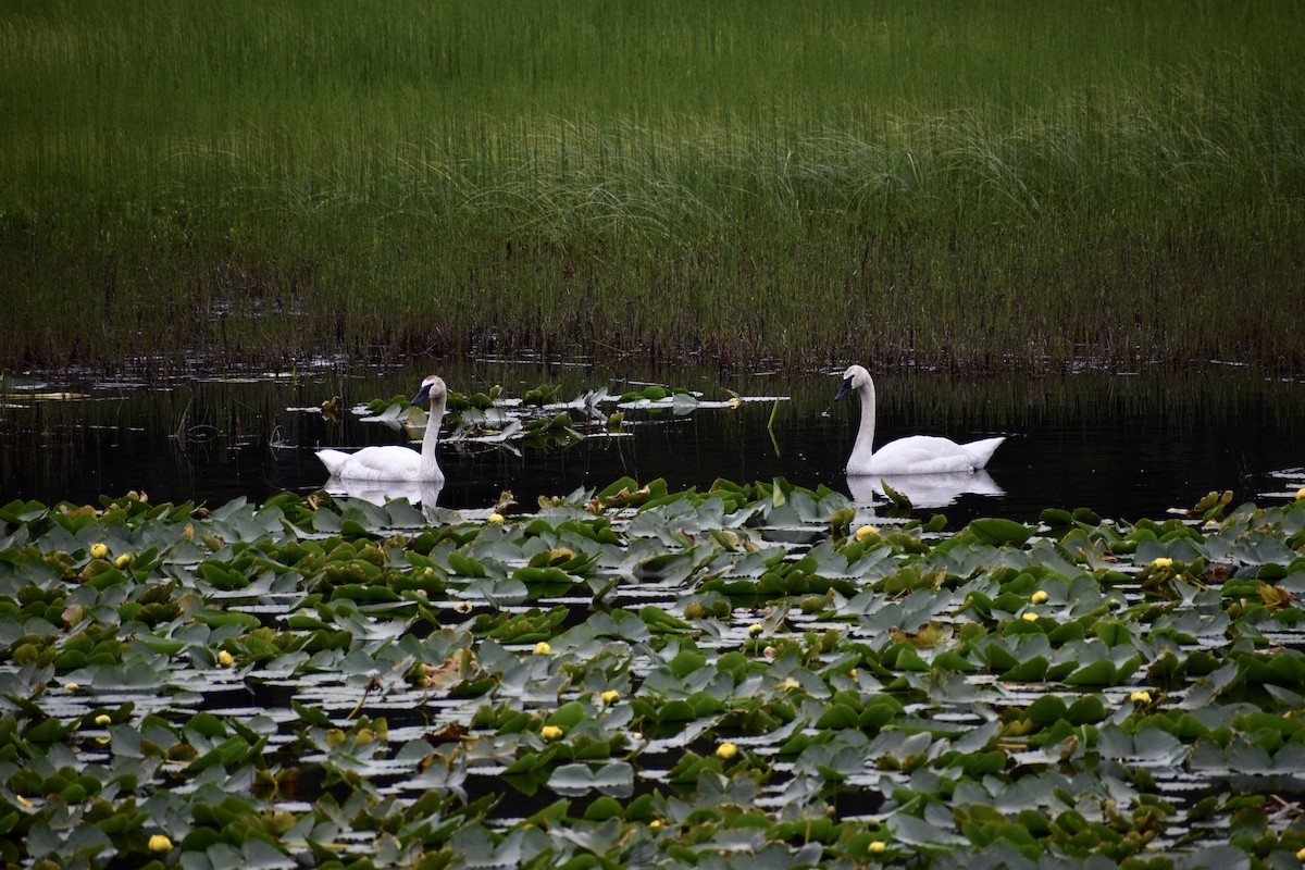 Trumpeter Swan - ML621615253