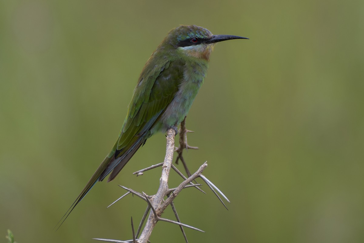 Blue-cheeked Bee-eater - ML621615271