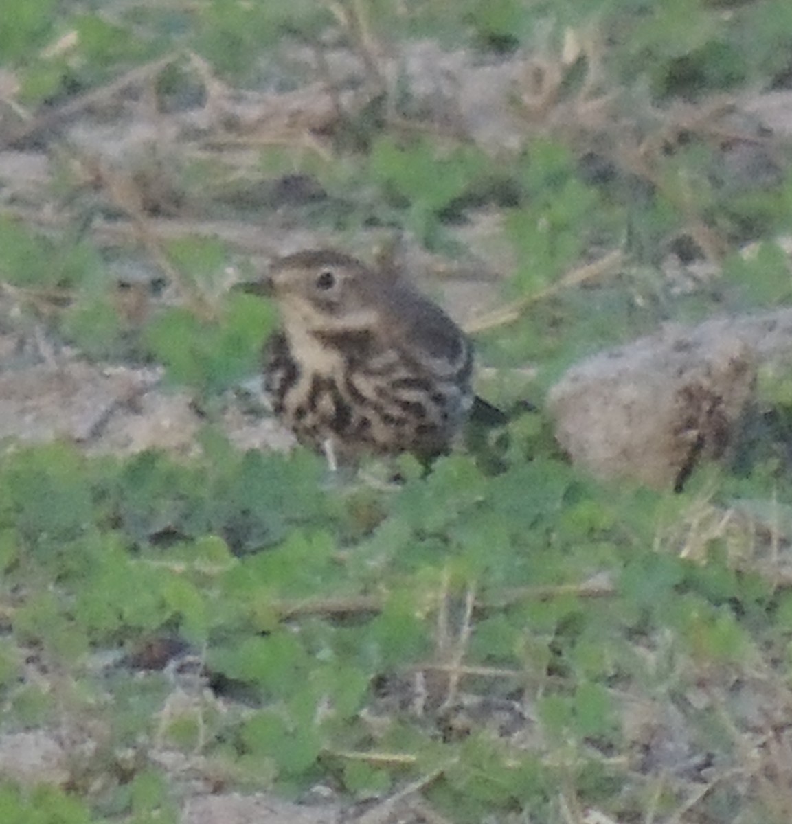 Pipit d'Amérique (japonicus) - ML621615367