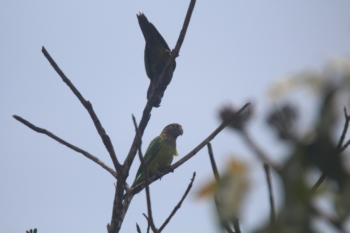 Aratinga Pertinaz - ML621615405